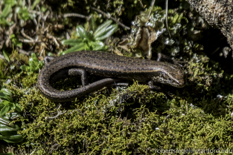 skink